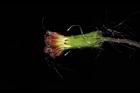 昭和草-雌花02.JPG