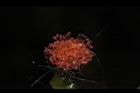 昭和草-雌花08.JPG