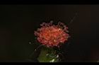 昭和草-雌花09.JPG