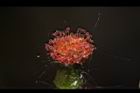 昭和草-雌花10.JPG