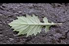 黃花三七草-葉背3.jpg