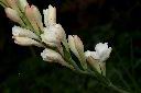 晚香玉-花19.JPG