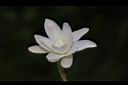 晚香玉-花22.JPG