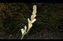 晚香玉-花序21.JPG
