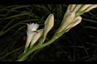 晚香玉-花02.JPG