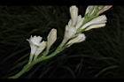 晚香玉-花04.JPG