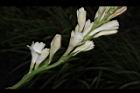 晚香玉-花05.JPG
