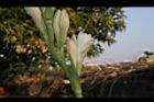 晚香玉-花06.JPG