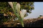 晚香玉-花07.JPG