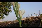晚香玉-花08.JPG