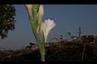 晚香玉-花09.JPG