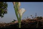 晚香玉-花11.JPG