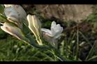 晚香玉-花14.JPG