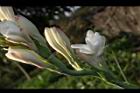 晚香玉-花15.JPG