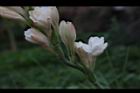 晚香玉-花16.JPG