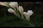 晚香玉-花17.JPG