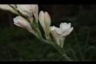 晚香玉-花18.JPG