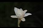 晚香玉-花21.JPG
