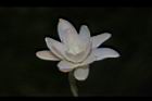 晚香玉-花23.JPG