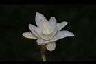 晚香玉-花24.JPG