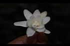 晚香玉-花28.JPG