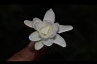 晚香玉-花30.JPG