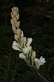 晚香玉-花序02.JPG