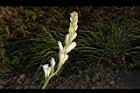 晚香玉-花序20.JPG