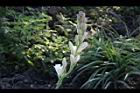晚香玉-花序22.JPG