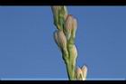 晚香玉-花苞04.JPG