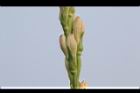 晚香玉-花苞07.JPG