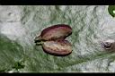 普拉特草-仔1.jpg