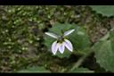 普拉特草-花00.JPG
