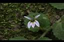 普拉特草-花03.JPG