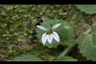 普拉特草-花01.JPG