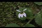 普拉特草-花02.JPG