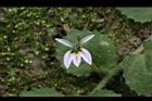 普拉特草-花04.JPG