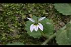 普拉特草-花05.JPG