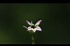 普拉特草-花11.JPG