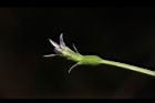 普拉特草-花16.JPG