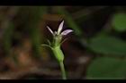普拉特草-花17.JPG