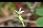 普拉特草-花19.JPG