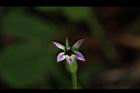 普拉特草-花22.JPG