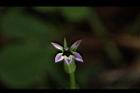 普拉特草-花23.JPG