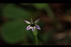 普拉特草-花26.JPG