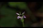 普拉特草-花27.JPG