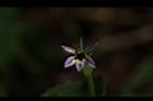 普拉特草-花28.JPG