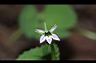 普拉特草-花30.JPG