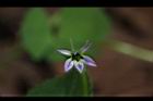 普拉特草-花32.JPG