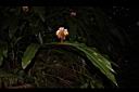 普萊氏月桃-花00.JPG